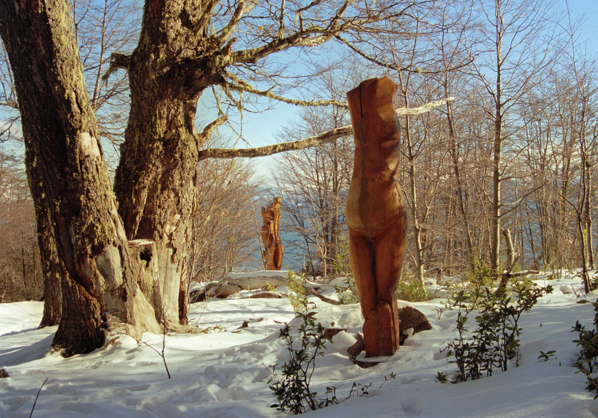 El Bosque Tallado — imagen 1