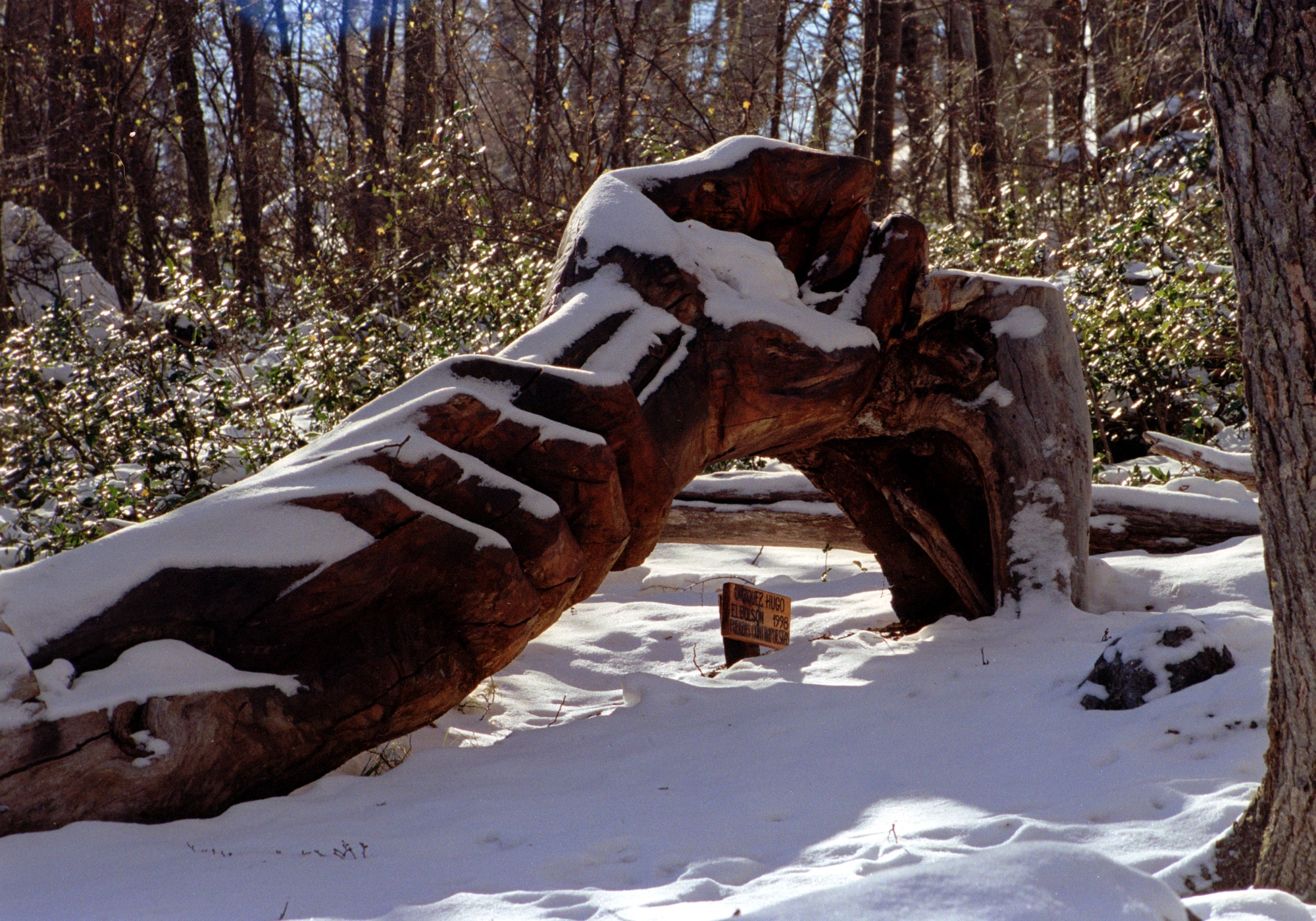 El Bosque Tallado — imagen 3