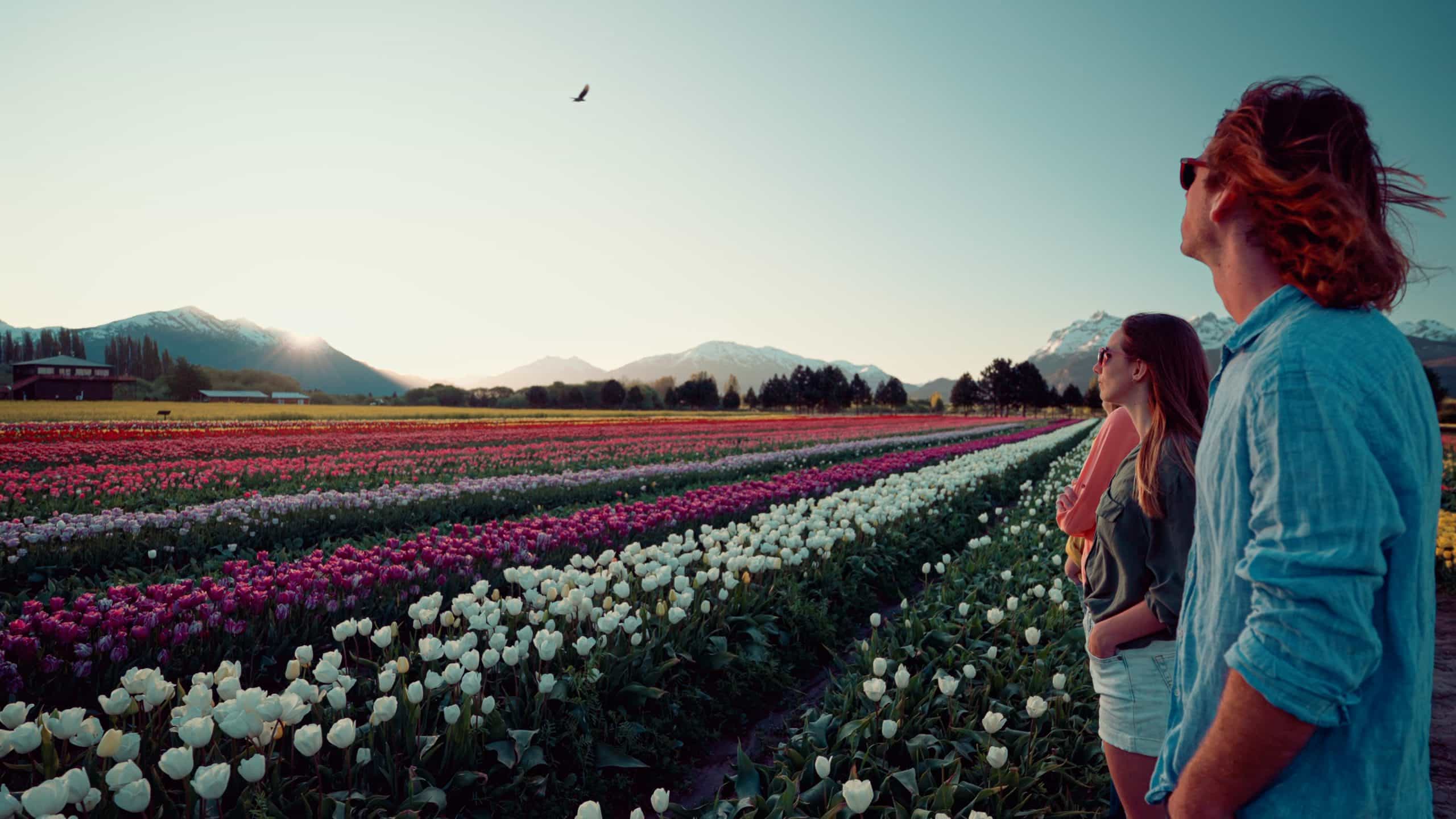 Tulipanes y mucho más — imagen 2