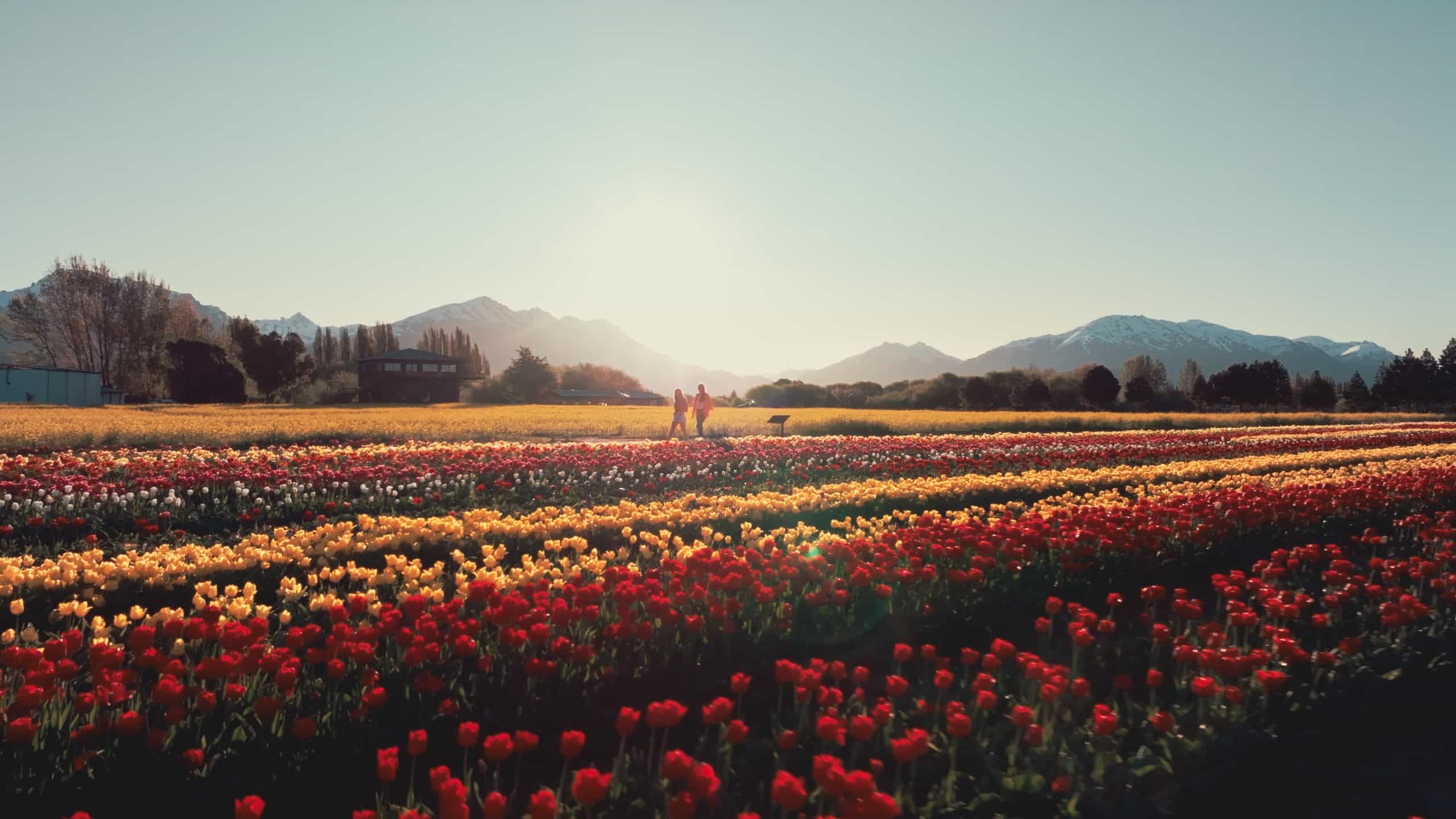 Tulipanes y mucho más